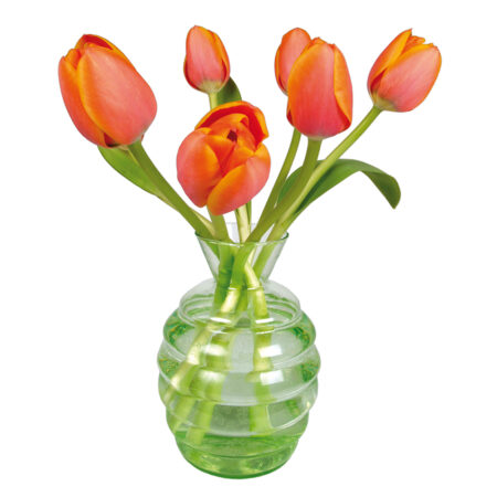 flat flower, tulpen, oranje